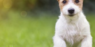 dog-running-in-a-field