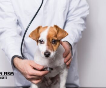 veterinary-malpractice